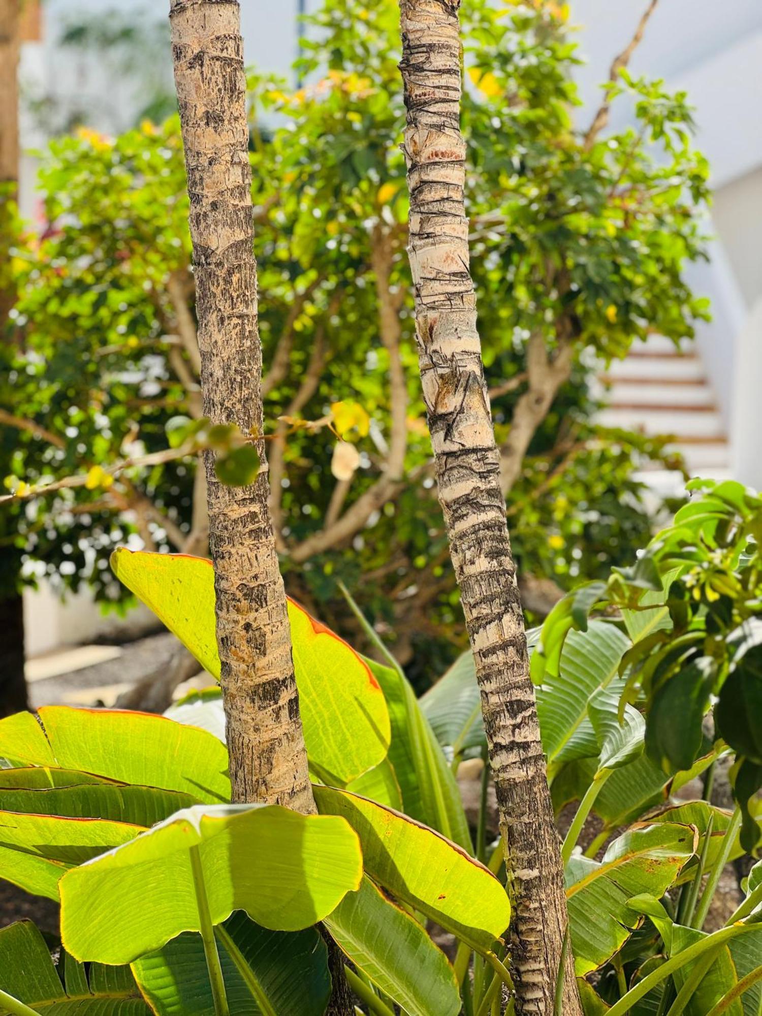 Garden City Private Apartment Costa Adeje Плайя-Фаньябе Экстерьер фото